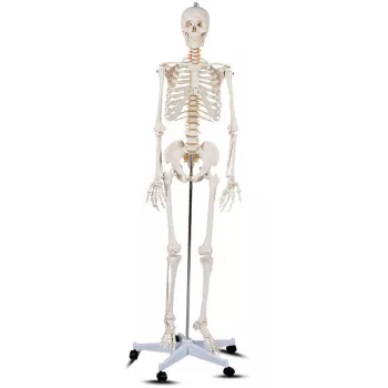 Életnagyságú anatómiai csontváz modell