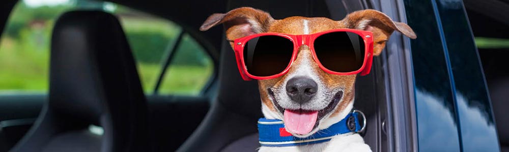 Hogyan szállítsd a kutyád az autóban? Mutatjuk!